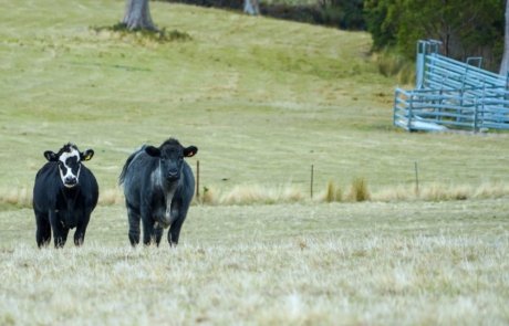 Our Lovely cows